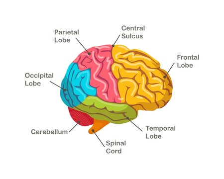 Sections of human brain. Anatomy. Side view of organ. Vector illustration