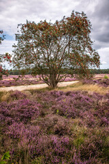 heather fields and dunes in holland