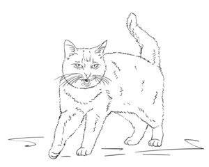 cat