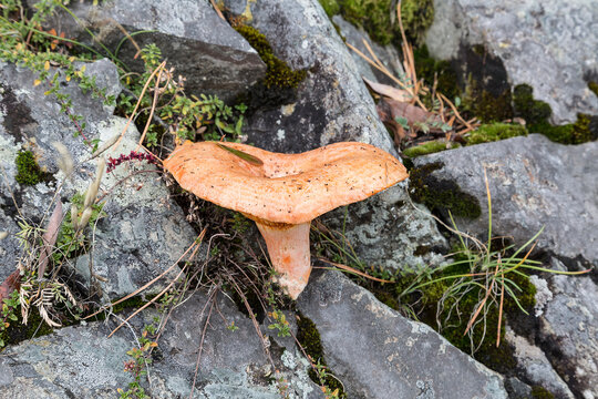 red mushroom grows in nature (lactarius deliciosus). Closeup