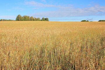 Yellow ears of wheat in a field