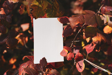 White card in autumn forest