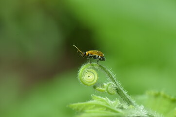 fly on a leaf