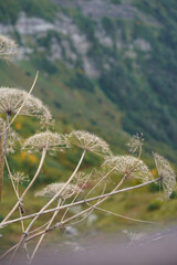 Grass and plants in the caucasus mountains