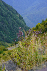 Grass and plants in the caucasus mountains