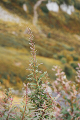 Grass and plants in the caucasus mountains