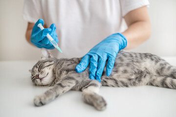 Veterinarian doctor or nurse in a medical rubber glove makes an injection with a medicine for the...