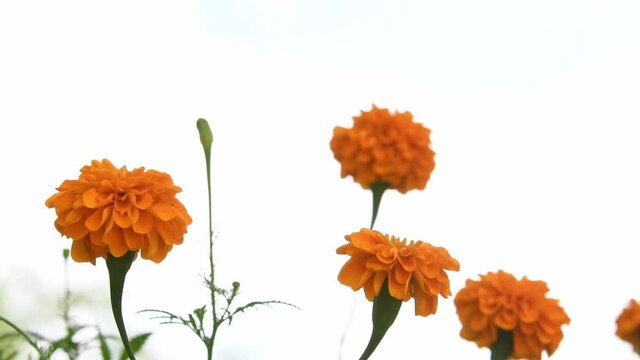 Flor de Cempas&uacute;chil Mexicana