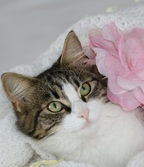 little cat cuddling in the blanket