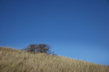 Dunes and blue sky. Waves. Julianadorp coast Netherlands. Northsea.