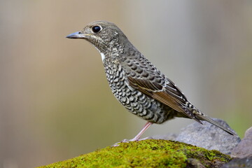 white-throated rock-thrush