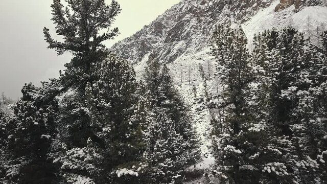 The huge Belukha Mountain, the valley of the Aktru River, the Altai Mountains, the foot of glaciers and the tops of trees. Winter forest, frozen mountain river in the valley of the Chuya and Aktru