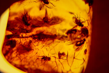 Bernstein mit Inklusen, Insekten. Bernstein ist ehemaliges Harz der Bäume.