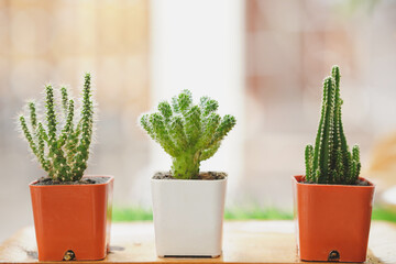 Small cactus in pots on a shelf by the window for decoration in a cafe.