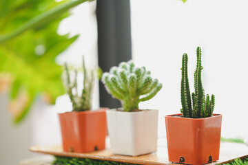 Small cactus in pots arranged on a window shelf for decoration in a cafe. Selective focus.