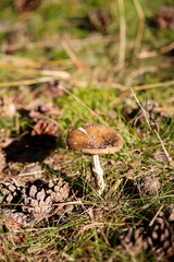 Eine Makroaufnahme eines Pilz im Wald. Essbar oder nicht genießbar.