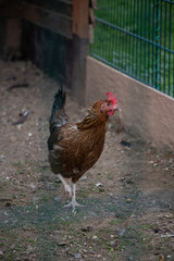 Beautiful rooster on the free-range farm.