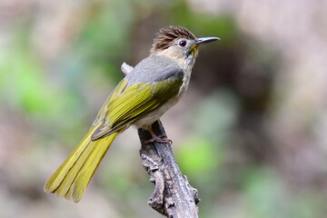 mountain bulbul