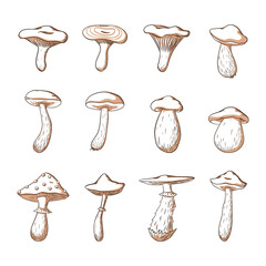 Edible and Poisonous Forest Mushroom Set. Collection of hand drawn mushroom illustrations for logo, menu, recipe, book, encyclopedia, print, sticker, design and decoration