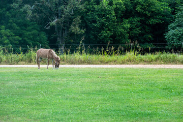 A brown mule grazes in the front lawn of a Missouri residence.