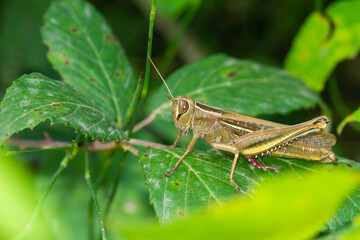 Grasshopper resting on leaf with dark background.