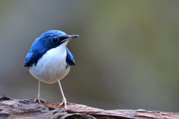birds