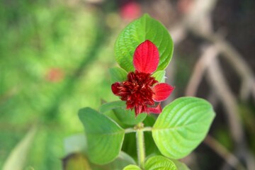 portrait view of Red tropical dogwood bud
