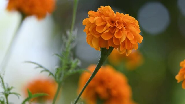 Flores Mexicanas Día De Muertos Cempasúchil 