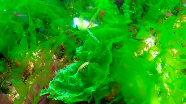 Goby among seaweed. Red and green algae (Porphira leucosticta, Enteromorpha, Ulva, Ceramium, Polisiphonia, Cladophora) on rocks in the Black Sea