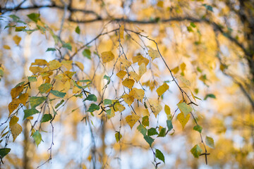 Autumn leaves on a tree. Autumn mood. tree, fall, background, yellow, autumn colors, season, seasonal, nature, golden