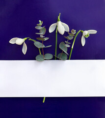White snowdrops with green eucalyptus leaves and branches on a dark violet blue paper background and white paper card with space for text. Top view, flat lay