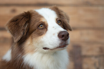 Ritratto di pastore australiano