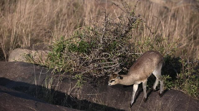 Klipspringer (Oreotragus Oreotragus) eating from a small bush around rocks.