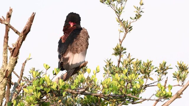 Bateleur eagle (Terathopius ecaudatus) male, preening while perched on a branch