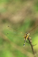dragonfly on a branch