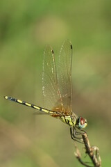 dragonfly on a branch