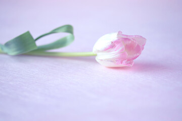 Fototapeta na wymiar 可愛いベビーピンクのチューリップの花束