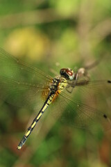 close up of dragonfly