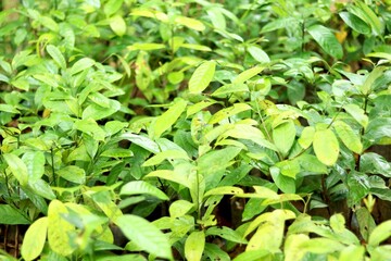 Patriot view of green leaf plant
