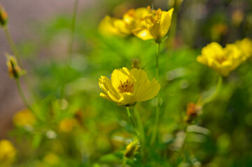 道端の黄色い華