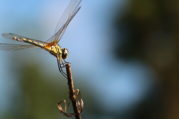 dragonfly on a branch