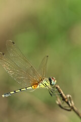 dragonfly on a branch