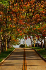 Flamboyants floridos na Avenida Goiás Norte. (Delonix regia)