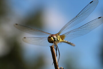 dragonfly close up