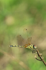 dragonfly on a leaf