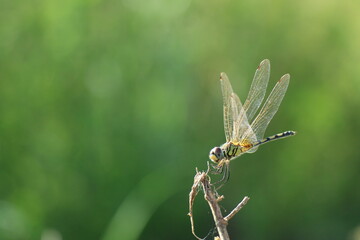 dragonfly on a leaf