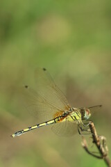 dragonfly on a branch