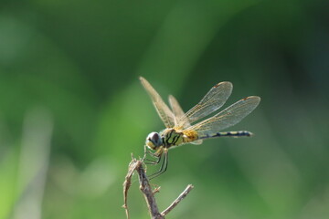 close up of a dragonfly