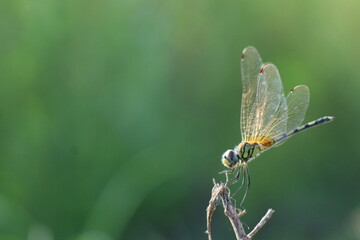 dragonfly resting on a leaf