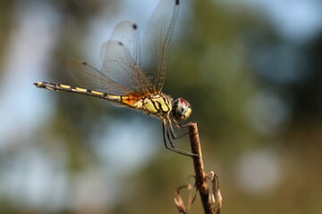 dragonfly on a branch